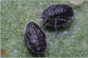 Encarsia formosa pupa